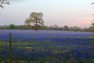 bluebonnets