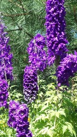 20140707_112356_resized