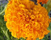 marigolds