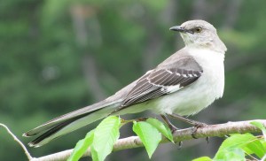 texas-tx-state-bird-northern-mockingbird
