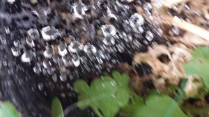 texture tuesday spider 2