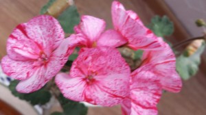 20141026_093251_resized