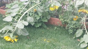 20150828_151436_resized_1