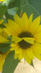 20150909_140349_resized_1