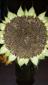 20150910_181619_resized